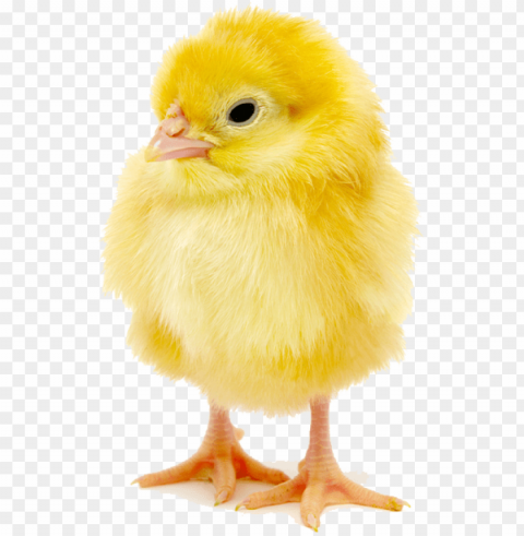 Baby Chick Copy - Baby Chick Free Transparent Background PNG