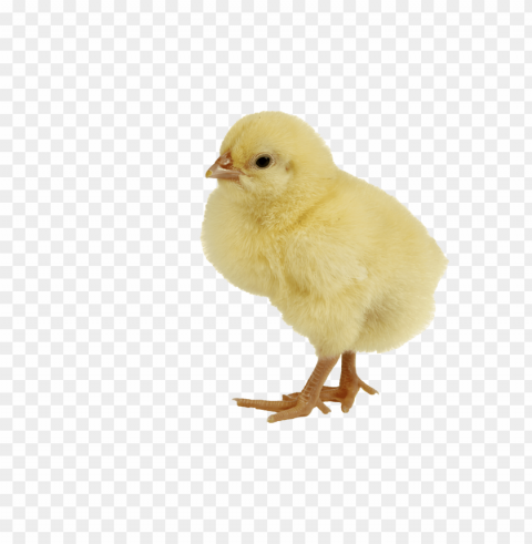 baby chicken HighQuality Transparent PNG Isolated Graphic Element