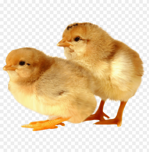 baby chicken HighQuality Transparent PNG Isolated Object