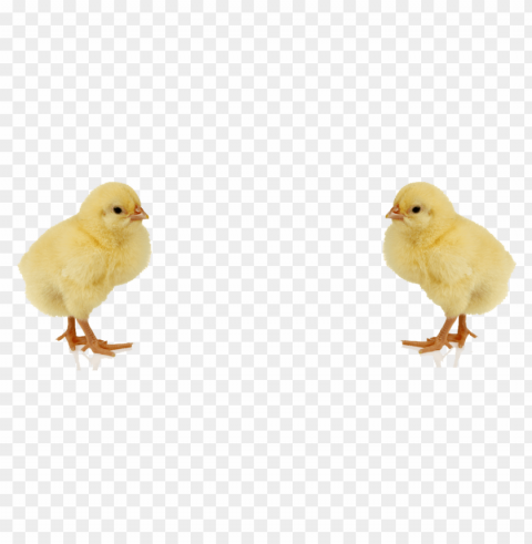 baby chicken HighQuality Transparent PNG Object Isolation