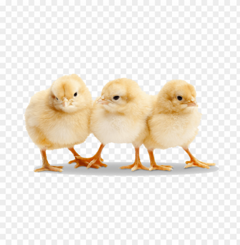 baby chicken HighResolution Isolated PNG Image PNG transparent with Clear Background ID 240cc936