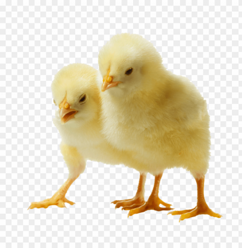 baby chicken HighResolution PNG Isolated Artwork PNG transparent with Clear Background ID e1245ec5