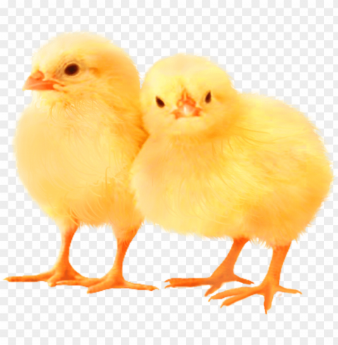 baby chicken HighResolution PNG Isolated on Transparent Background PNG transparent with Clear Background ID 3533b336