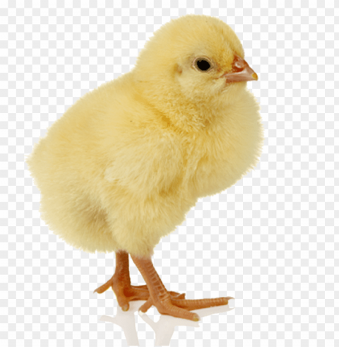 baby chicken HighResolution Transparent PNG Isolated Element PNG transparent with Clear Background ID aa5f3893