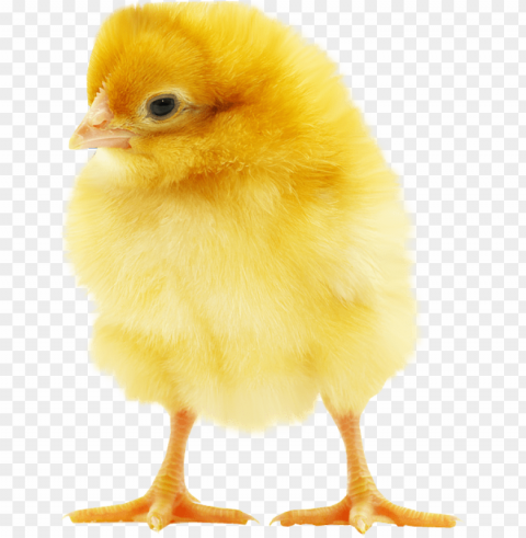 baby chicken HighResolution Transparent PNG Isolated Item PNG transparent with Clear Background ID f762d068