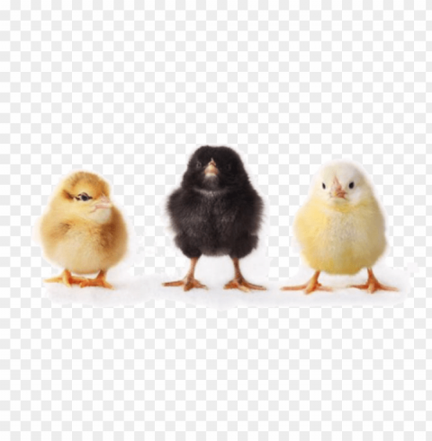 baby chicken Isolated Artwork in HighResolution PNG PNG transparent with Clear Background ID cf9f7bf5