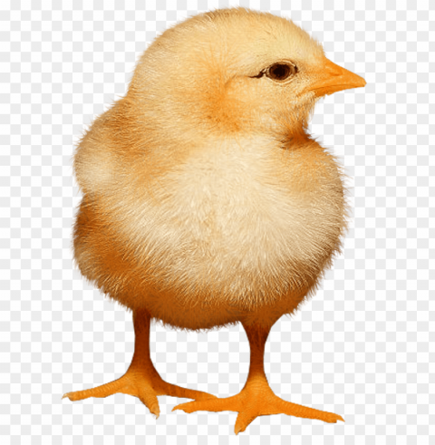 baby chicken Isolated Artwork in HighResolution Transparent PNG PNG transparent with Clear Background ID 737970fa