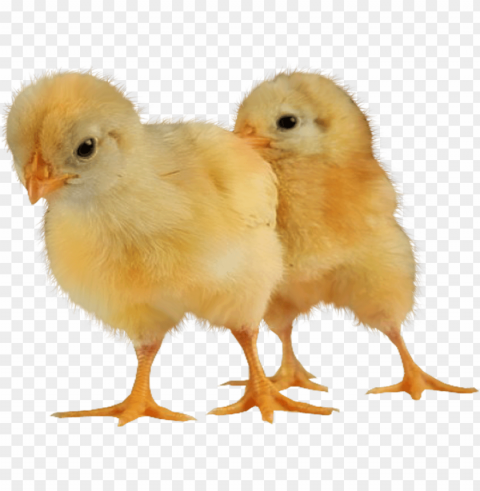 baby chicken Isolated Artwork in Transparent PNG Format PNG transparent with Clear Background ID 8823f3fd