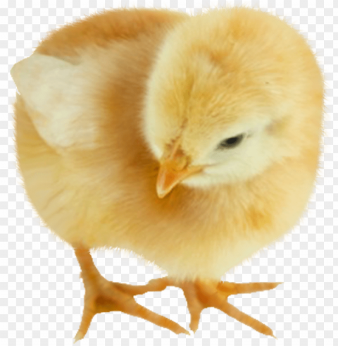 baby chicken Isolated Artwork on Transparent Background PNG PNG transparent with Clear Background ID 93e5c41a