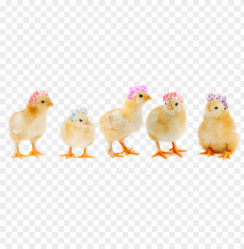 baby chicken Isolated Artwork on Transparent PNG PNG transparent with Clear Background ID 01952428