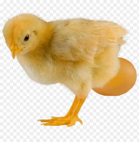 baby chicken Isolated Artwork with Clear Background in PNG PNG transparent with Clear Background ID e3303dc6