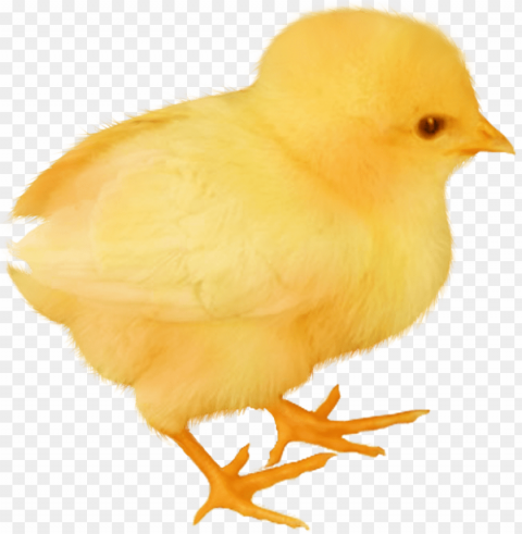 baby chicken Isolated Character in Clear Background PNG PNG transparent with Clear Background ID 539dec40