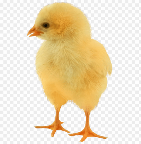 baby chicken Isolated Character in Clear Transparent PNG PNG transparent with Clear Background ID 542b5ae3