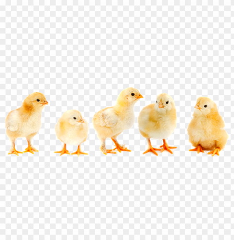 baby chicken PNG images no background PNG transparent with Clear Background ID 7244aecb