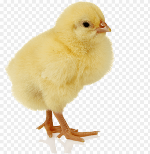 baby chicken - pollo con fondo Isolated Character in Transparent Background PNG
