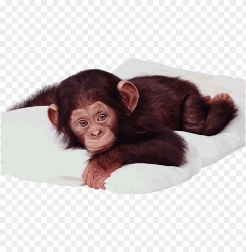 baby chimp - real baby monkey PNG graphics for free PNG transparent with Clear Background ID 97859cfb