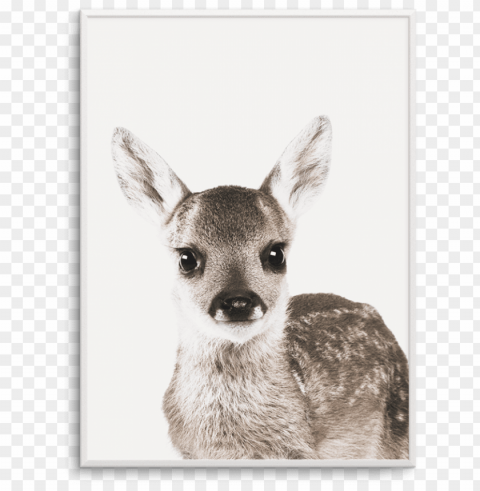 baby deer - baby deer white background Transparent PNG Isolated Illustration PNG transparent with Clear Background ID 6972e824