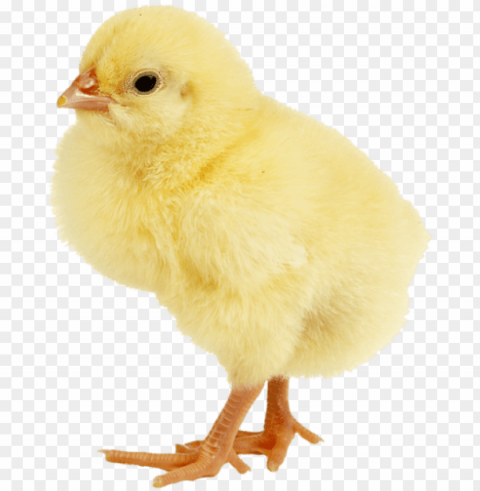 baby ducks animals images animals for kids entourage - poules Isolated Graphic in Transparent PNG Format