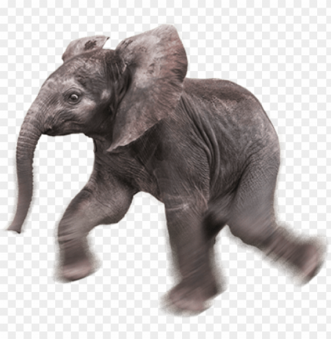 Baby Elephant Background Transparent PNG Images For Graphic Design