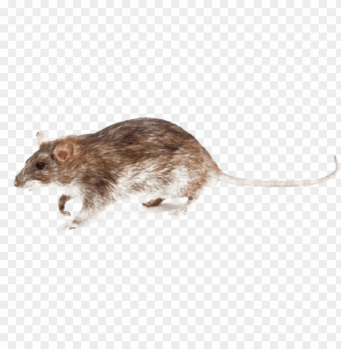 baby it s cold outside which means - rat PNG transparent artwork