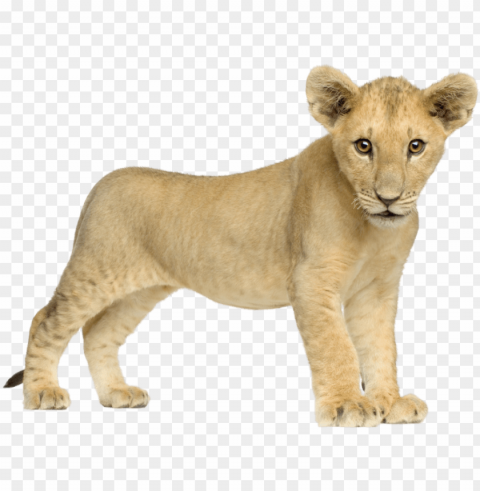 baby lion front - baby lion PNG files with clear backdrop assortment