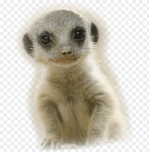 baby meerkat very cute asking are you a meerkat - infant PNG images with alpha transparency bulk PNG transparent with Clear Background ID b5753584