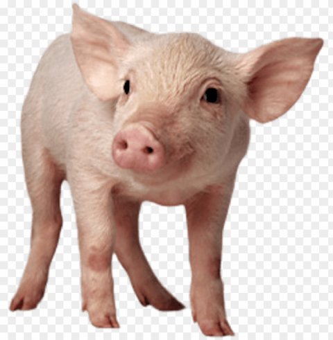 baby pig sitting - pig with no background PNG images with clear alpha layer