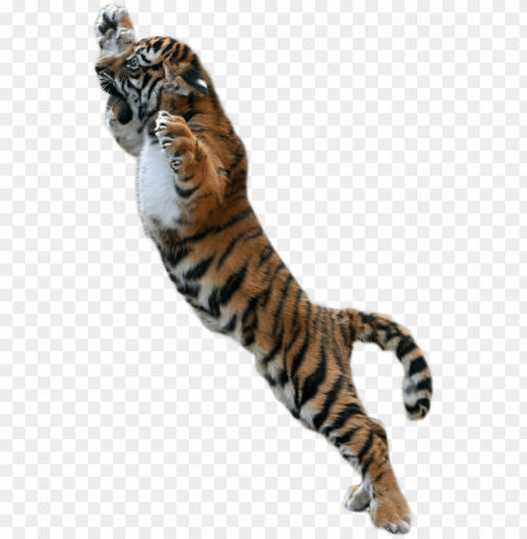 baby tiger picture free download - tiger for picsart PNG for educational use
