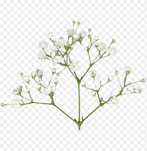 baby's breath flowers free pic - baby's-breath Clear Background PNG Isolated Design Element