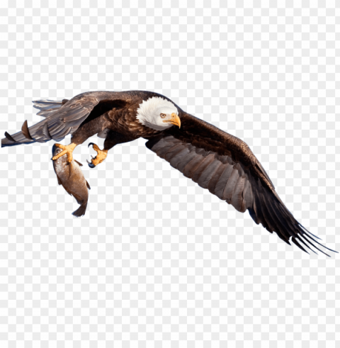 back top - eagle with fish PNG graphics with transparent backdrop