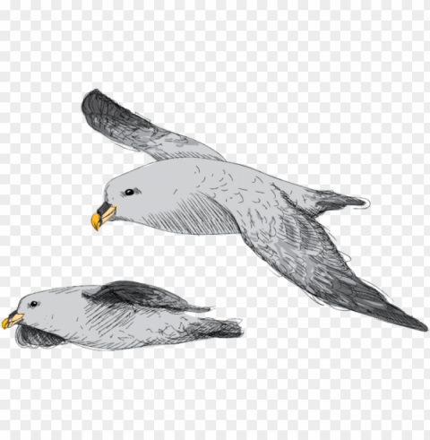 backed gull Alpha channel transparent PNG