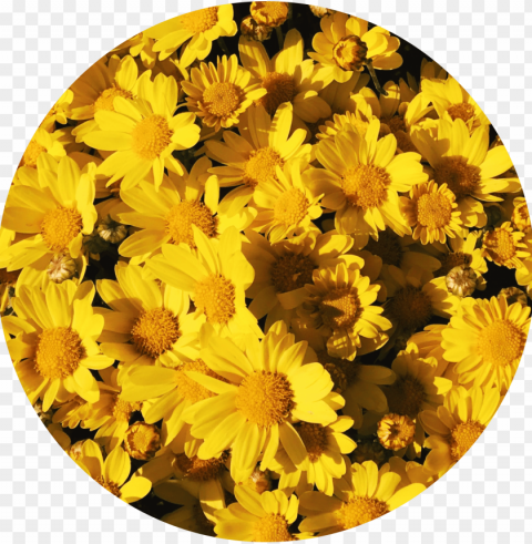 background aesthetic yellow flowers tumblr yellowflowers - yellow aesthetic sunflower PNG transparent design bundle