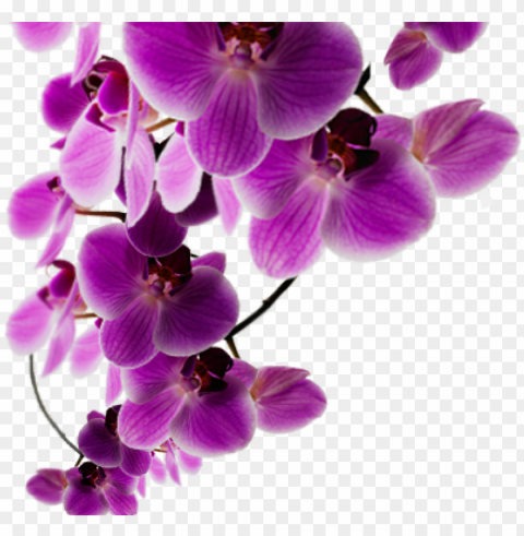 background purple flower - background purple flowers Transparent PNG Isolated Object