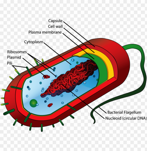 bacteria cell structure - prokaryotic cell diagram PNG images for editing