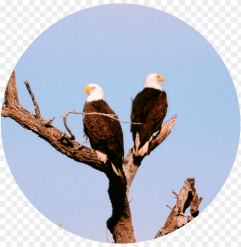 bald eagle PNG Graphic Isolated on Clear Background Detail