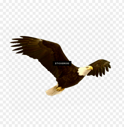 bald eagle Transparent Background Isolation in HighQuality PNG