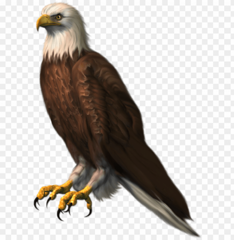 bald eagle Transparent Background Isolation in PNG Image