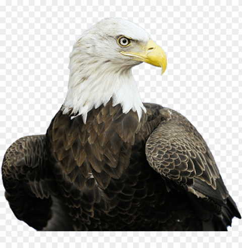 bald eagle Transparent background PNG artworks