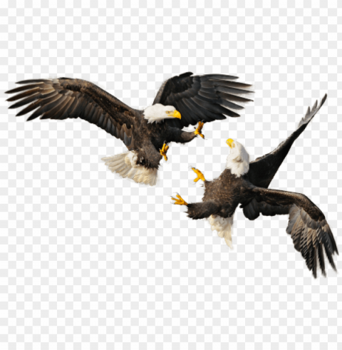 bald eagle - 4th of july eagle PNG images for graphic design