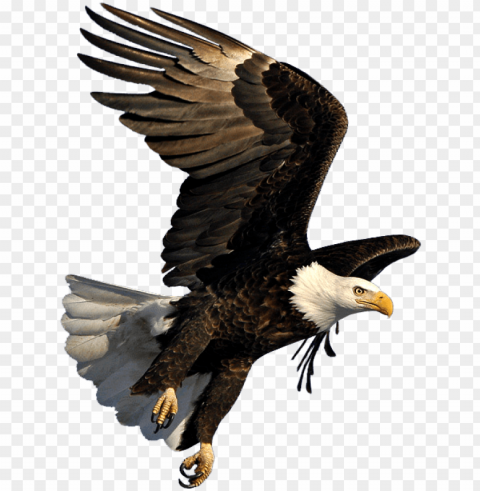 bald eagle flying - eagle flying Isolated Subject in HighResolution PNG PNG transparent with Clear Background ID 7a8d1be4