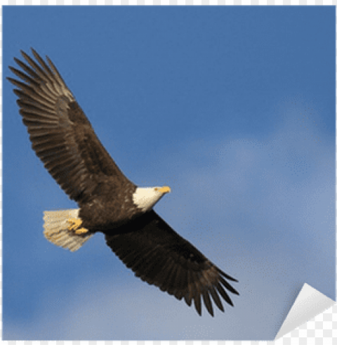 bald eagle of edgewater nj Transparent Background Isolated PNG Design Element