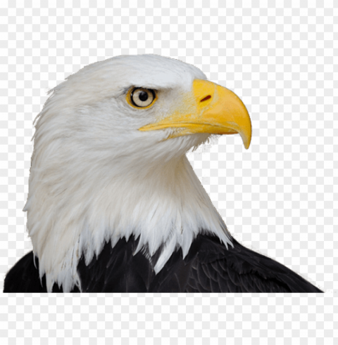 bald eagle free download - life size birds the big book of north american birds PNG transparent artwork