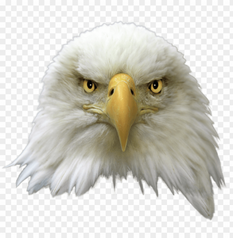 bald eagle transparent image - bald eagle head transparent PNG images for editing