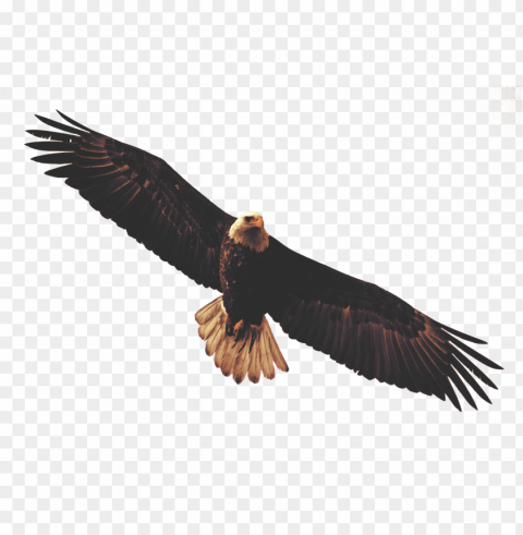 bald eagle sticker Transparent background PNG images comprehensive collection PNG transparent with Clear Background ID de5eb374