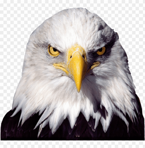 bald eagle background PNG with transparent overlay