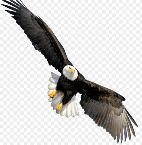 bald eagle Transparent Background Isolated PNG Design