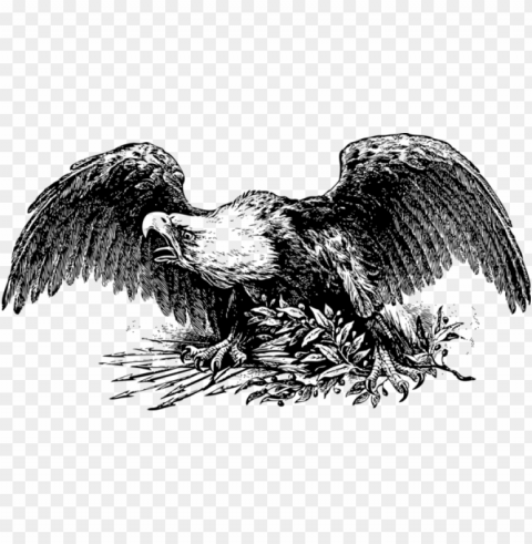 bald eagle united states drawing white Transparent art PNG