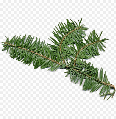 balsam fir has both male and female flowers on the - fir balsam essential oil HighResolution PNG Isolated Artwork