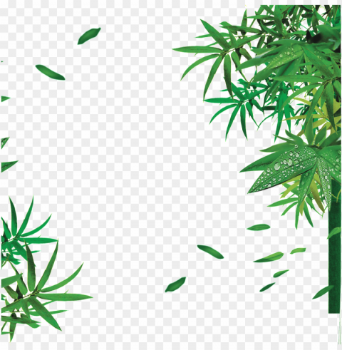 bamboo bamboo leaves hd - bamboo tree hydroponic plants psd water Transparent PNG graphics archive