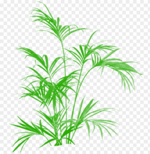 bamboo green tree clipart vector tree plan - kentia palm artificial 5 ft uk Isolated PNG Object with Clear Background
